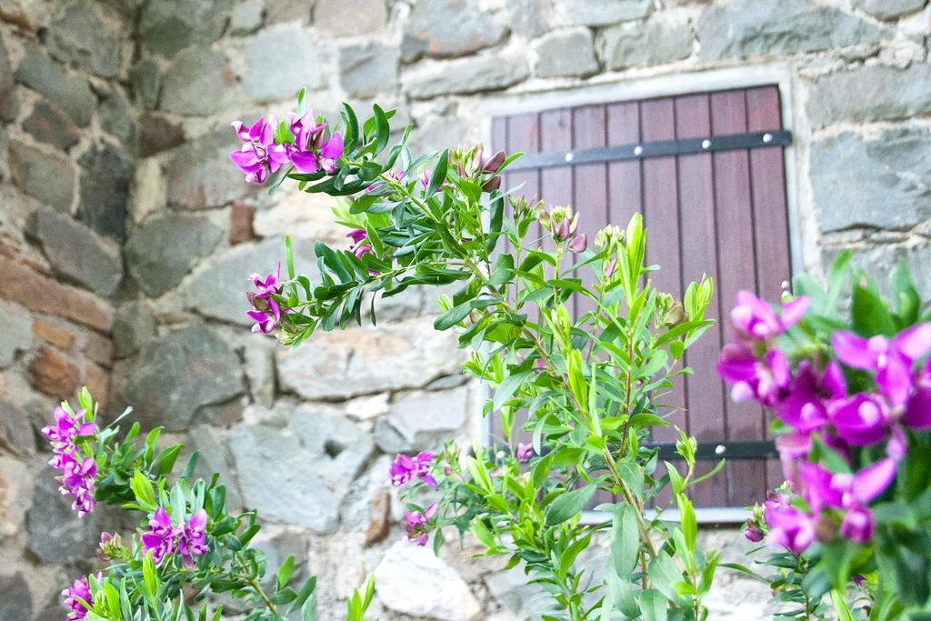 Due Pini Apartment Corniglia Ngoại thất bức ảnh